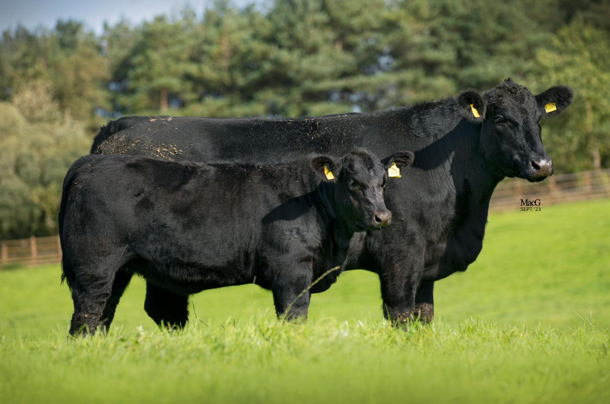 Aberdeen Angus cattle