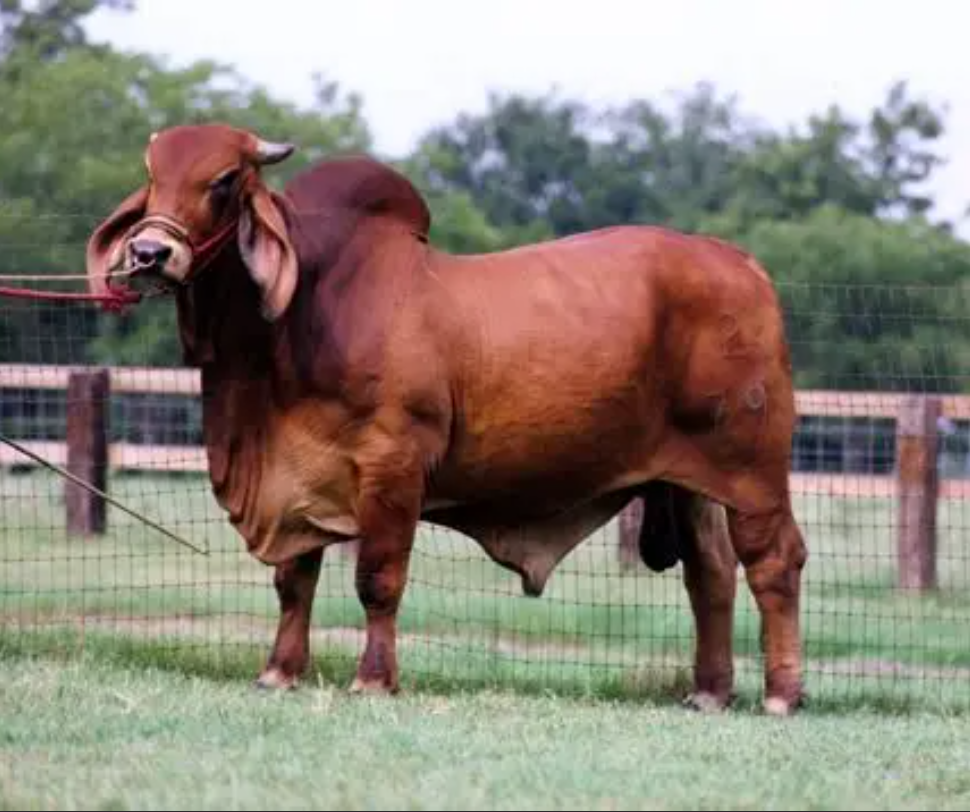 Crossbreed Resilience