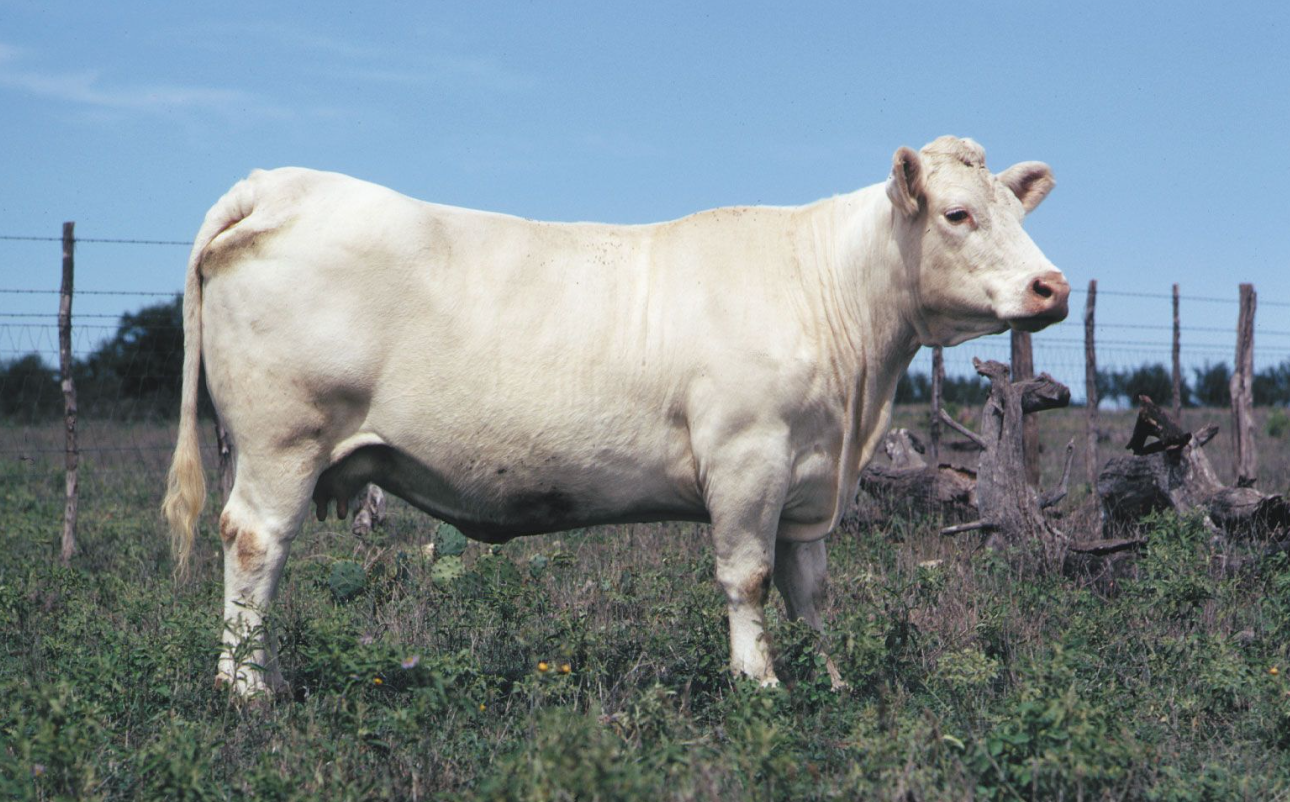 Charolais Beef Spec
