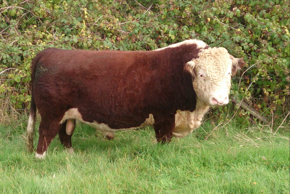 Hereford cattle
