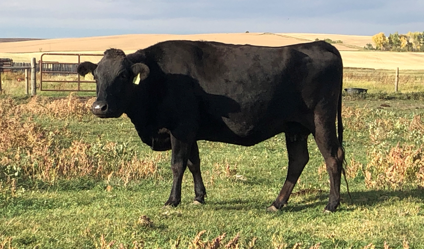 Wagyu cattle